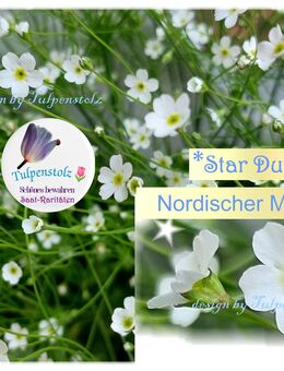 ♥ Nordischer Mannsschild Tulpenstolz Androsace septentrionalis 30 Samen, winterharte Staude Vom Aussterben bedroht, Saatgut Tulpenstolz.Weiße Blütenwolken.Frühjahrsblüher. - Hamburg