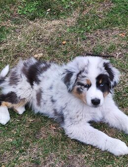 Traumhafte Australian Shepherd Welpen! - Stemwede