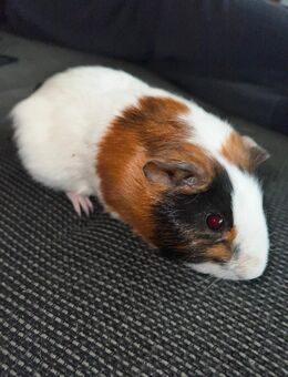 Meerschweinchen Bock - Elsdorf Elsdorf