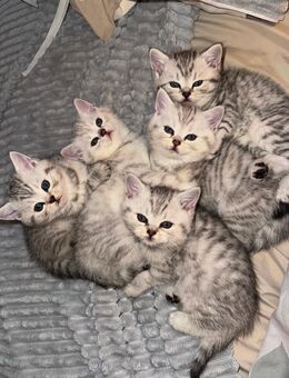 Zuckersüße kitten - Berlin