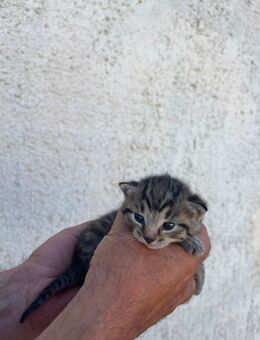 Süßes getigertes Katzenbaby - Hohenmölsen
