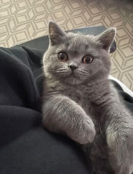 Britisch Kurzhaar Kitten - Mönchengladbach