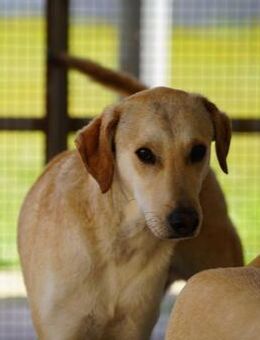 Bambù im Tierheim Lüdinghausen - Bad Vilbel
