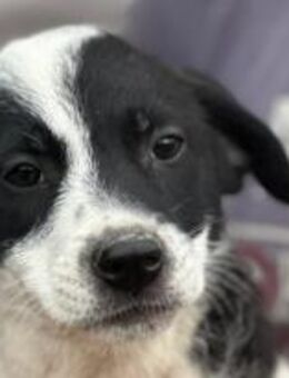 RM45,kleiner Gentleman in schwarzweiss🐾 - Elsdorf (Nordrhein-Westfalen)