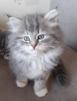 Sibirientaigas-über 25 Jahre Sibirische Katzen - Heusweiler
