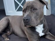 Amstaff Blueline Mix Deckrüde - Uzwil