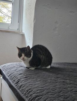 2 Hauskatzen suchen neues zu Hause - Lübeck