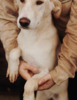 Tierschutz Fröhliches Hundenädchen Bubbl - Hamburg