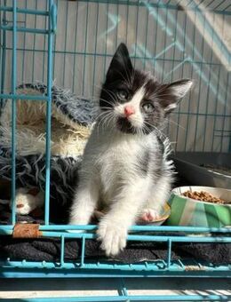 Cucu - Kitten sucht eigenes Zuhause - Bad Camberg
