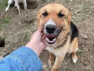 🌸Freundliche Sheila sucht dich🌸 - Eislingen (Fils)
