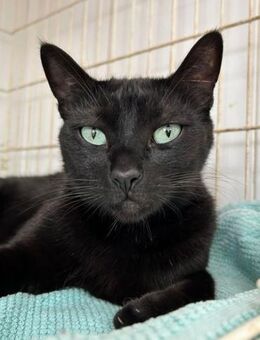 Kater Marino - Bochum