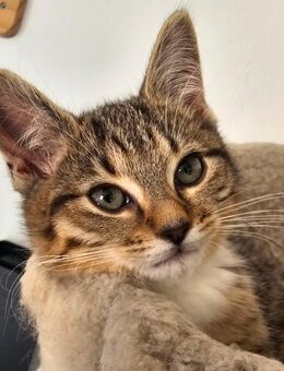 Super süße Kitten suchen ein Zuhause - Kaltenengers
