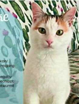 Traumkatze Flocke sucht mit Carrie - Plankstadt
