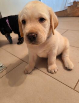 Reinrassige Labrador Welpen - Riedenburg