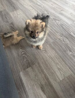 Spitz Pomeranian - Rheine