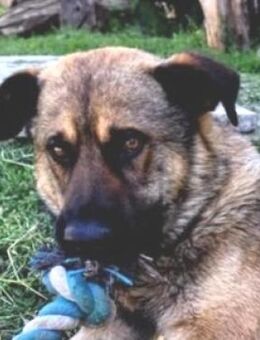 MACO sucht Zuhause - Gefrees