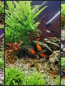 Aquarium zu verkaufen in 56567