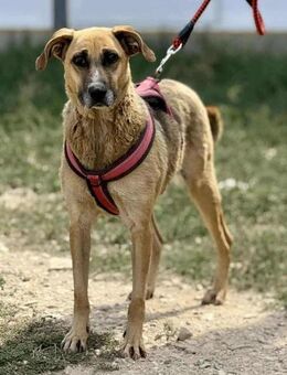 ASALi ❤️ vom Besitzer verstoßen 😔 - Mylau