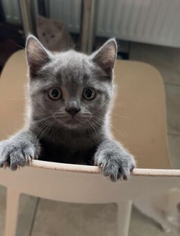 1 süßes reinrassiges BKH Kitten sucht noch ein zuhause ❤️ - Stuhr