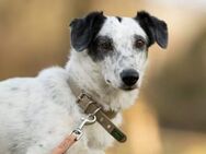 Spotty sucht hundeerfahrene Menschen - München