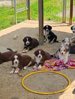 sehr hübsche aufgewegte Australian Shephard mini Welpen mit Jahresimpfung - Berlin
