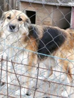 Neele ist so entspannt und so lieb! - Karben