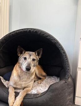 Bunic - ein sanfter Senior - Löwenberger Land