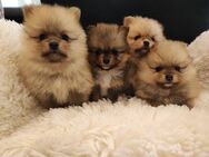 Süße Pomeranian Welpen reinrassig AWurf - Wertheim