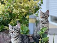 Baby Katzen BKH - Nassau