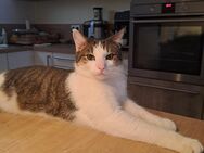Junger Kater abzugeben - Duisburg