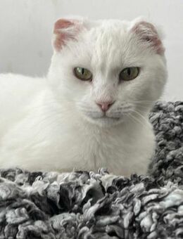 SHINY - ein Herz auf vier Pfötchen! - Sulzbach-Laufen