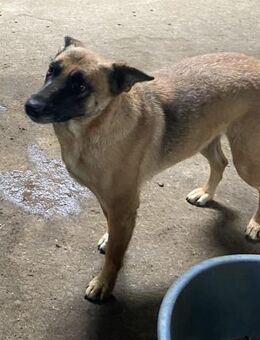 Jonna 56 cm - Alpenrod