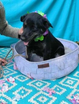 Austin möchte viel erleben - Nordwalde