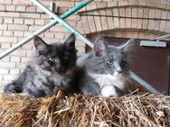 Kuschelige reinrassige Maine Coon Kitten - Nuthe-Urstromtal