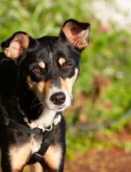 Nova, fröhliche Hündin, 4J in 53945 - Vaterstetten