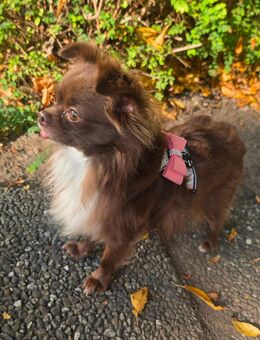 Chihuaha Rüde Teddy Schoko - Betzenweiler