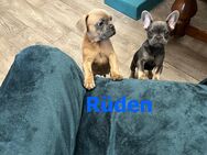 Unsere Französischen Bulldoggen suchen ein liebevolles Zuhause! 🐾 - Berlin Mitte