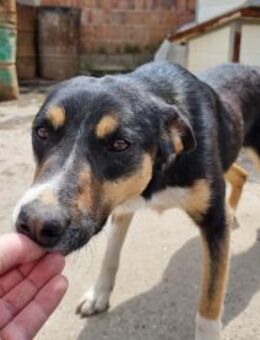 RONDA - geb. ca. 09/2021 - Mischling - Schönaich