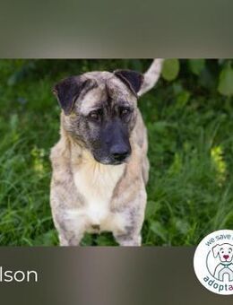 Wilson Opi sucht Zuhause - Kirchzell