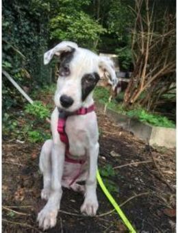 Jona - wartet in 91320 Ebermannstadt - Oberwies