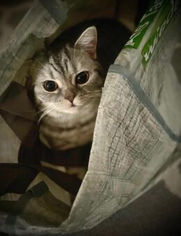 Zwei ganz süße, britisch Kurzhaar Kater in liebevolle Hände abzugeben. - Leipzig Süd