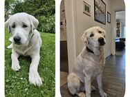 Ein junger Hund Akbash Mischling 10 Monate sucht ein liebevolles Zuhause - Dorsten