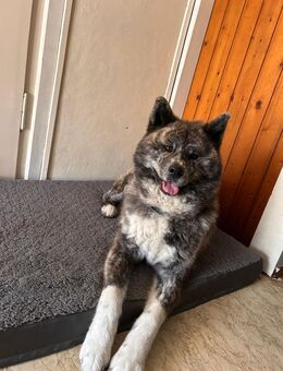 Akita Inu Hündin sucht neues Zuhause - Kindelbrück