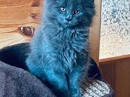 Reinrassige Maine Coon Kitten - Langenweißbach