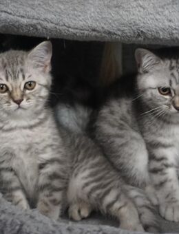British Kurzhaar Kitten - Darmstadt
