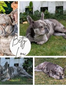 BETTY LOU Tolles Mädchen sucht ihr Heim - Neustadt (Rübenberge)