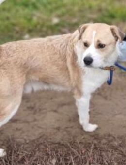 Hope sehnt sich nach einer Familie - Nordwalde