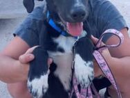 💛LUCKY💛 - BLACK BEAUTY SUCHT ... - Alfeld (Leine)