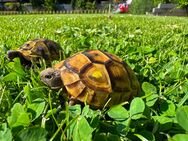 Griechische Landschildkröten Nachzuchten 2018-2024 aus Freilandhaltung - Leverkusen