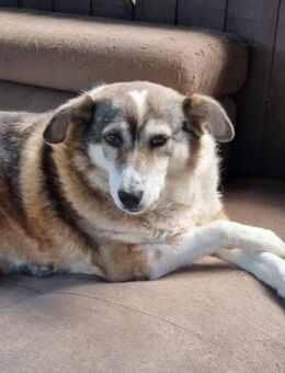 ❣️Liebste Daria 🌸 - wartet schon ewig❣️ - Eislingen (Fils)